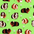 Quirky Cottons Cute Guinea Pigs Daisies Green Remnant (49cm x 156cm QC Guinea Pigs)