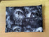 Timeless Treasures 100% Cotton Fabric Halloween Demon Wolves Animal Full Moon Black (TT Wicked 4)