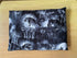Timeless Treasures 100% Cotton Fabric Halloween Demon Wolves Animal Full Moon Black (TT Wicked 4)