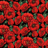 Nutex Bright Red Poppy Remembrance Day Poppies Floral Flowers Nature Black (Flower Market 2)