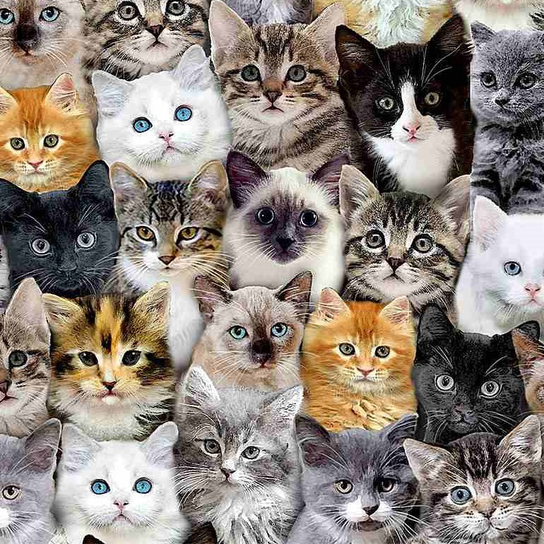 Timeless Treasures Packed Mixed Breeds Cats Multi-Coloured Remnant (54cm x 112cm TT Cat Lady)