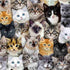 Timeless Treasures Packed Mixed Breeds Cats Multi-Coloured Remnant (36cm x 112cm TT Cat Lady)