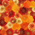 Timeless Treasures HARVEST CM4133 MUMS Chrysanthemum Mix Floral 100% Metallic Cotton Fabric | Quilting, Dressmaking & Craft Fabric (TT Give Thanks 1)