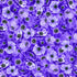 Timeless Treasures MEADOW CD3953 Purple 100% Cotton Fabric Remnant (71cm x 112cm TT Meadow Bloom 3)