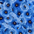 Timeless Treasures POPPY CD4162 BLUE Packed Poppies Floral Blue 100% Cotton Fabric | Quilting, Dressmaking & Craft Fabric (TT Poppy Serenade 3)