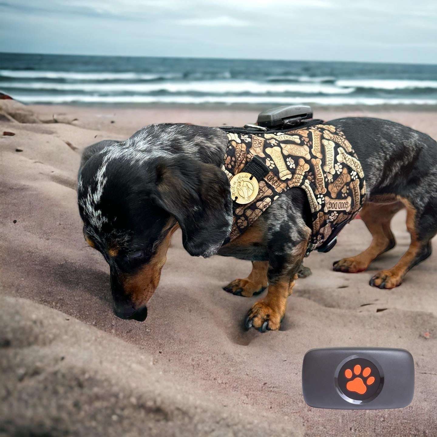 Timeless Treasures Tossed Dog Bone Paw Prints Black (TT Dog Bones)